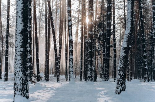 woods covered with snow
