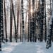 woods covered with snow