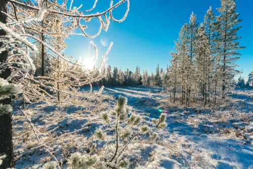 pine trees in winter