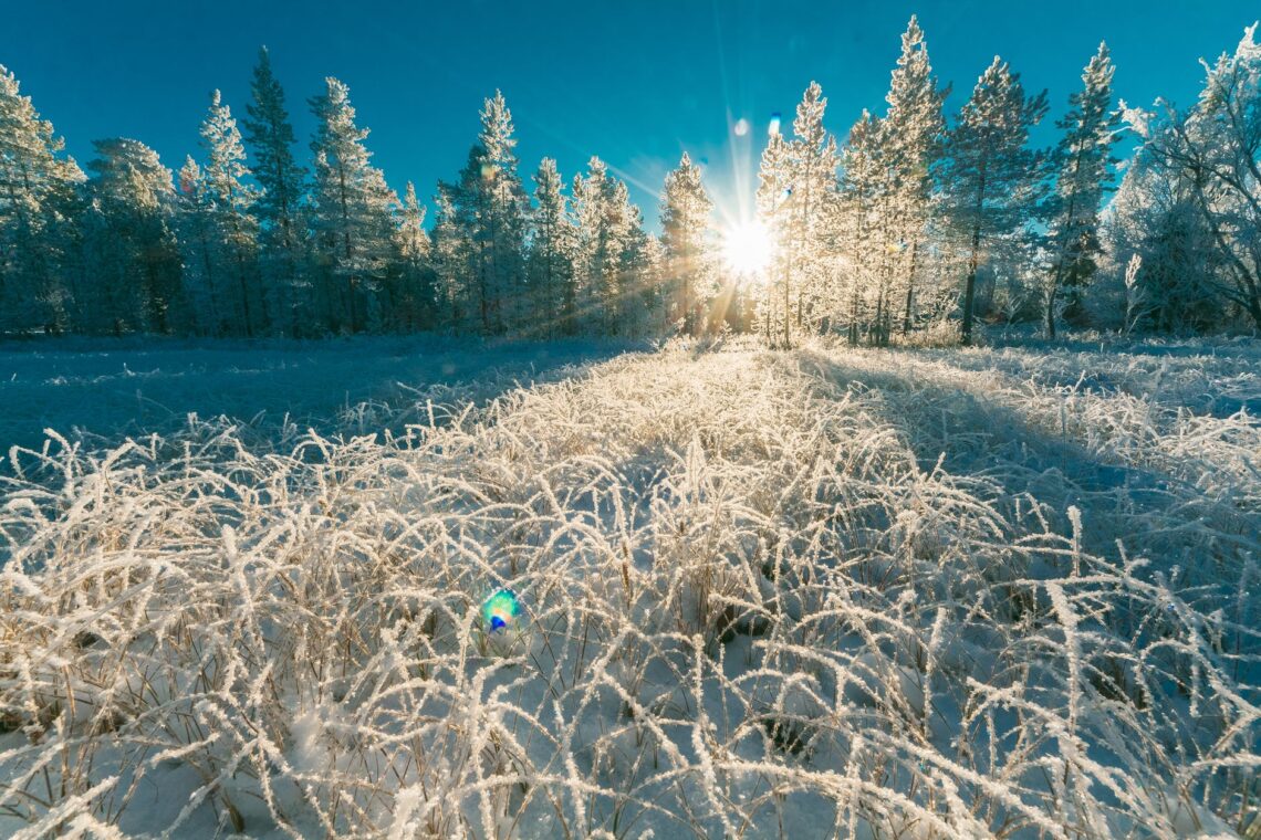 photo of white pine trees