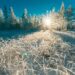 photo of white pine trees