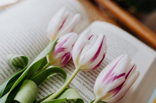delicate fragrant flowers placed on page of book in room