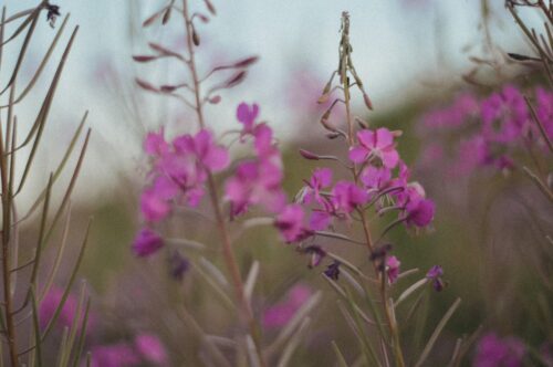 fireweed flowers in close up photography