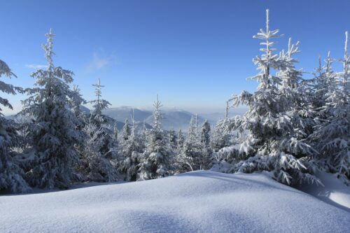 Snow covered trees in forest