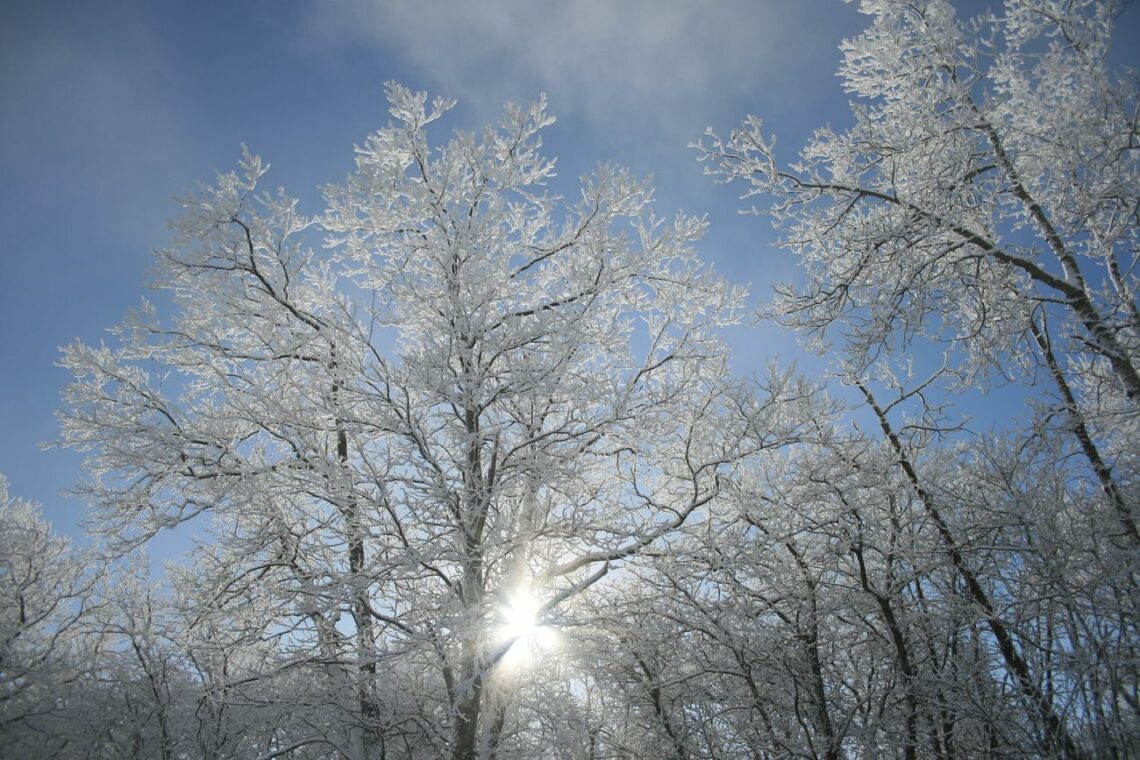 Winter TreesPhoto by Courtney Celley/USFWS