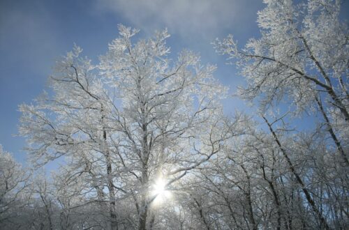 Winter TreesPhoto by Courtney Celley/USFWS