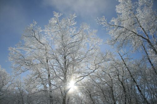 Winter TreesPhoto by Courtney Celley/USFWS