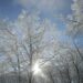 Winter TreesPhoto by Courtney Celley/USFWS