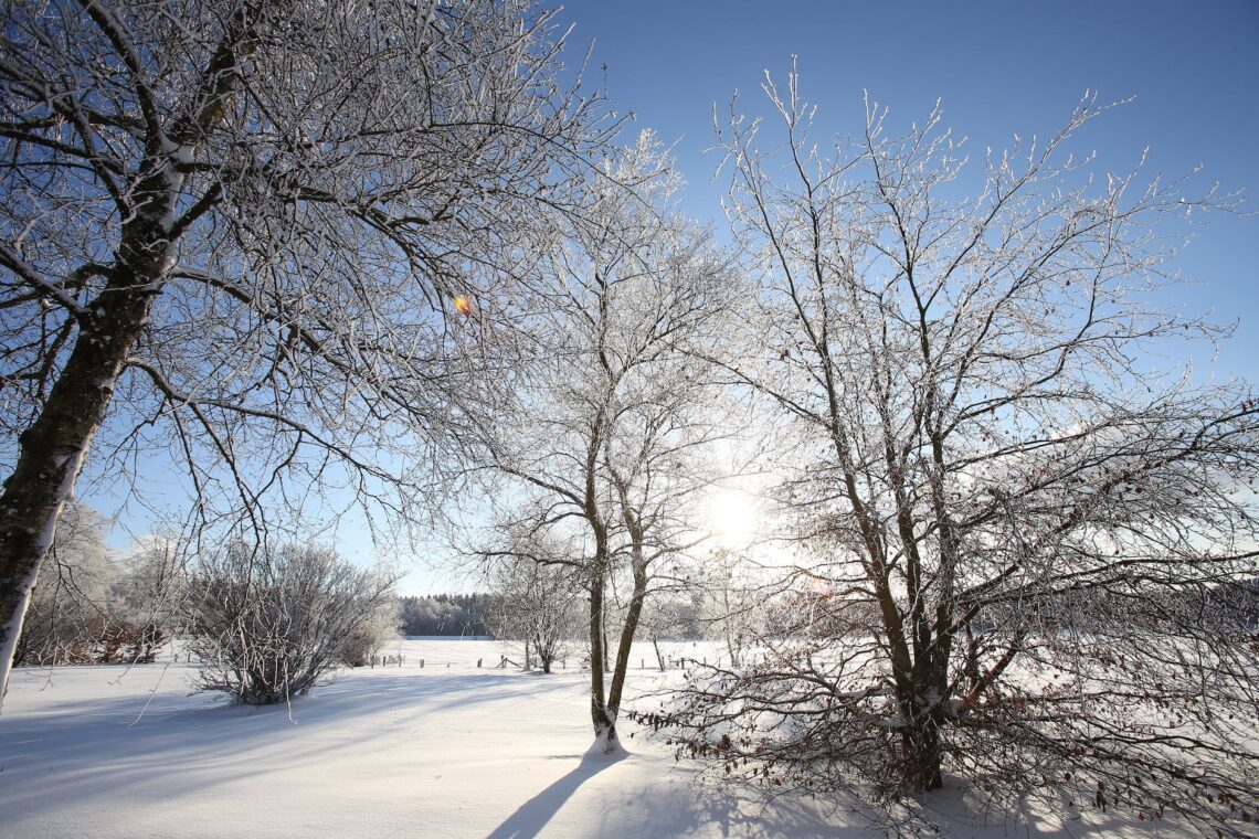 frosty winter landscape