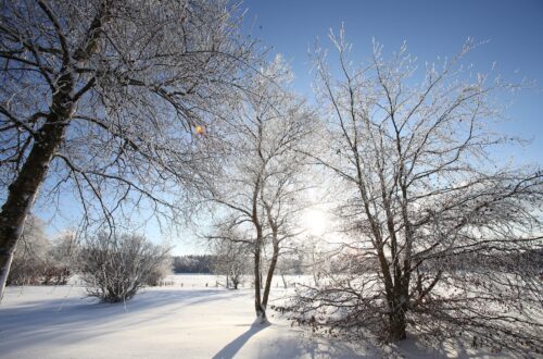 frosty winter landscape