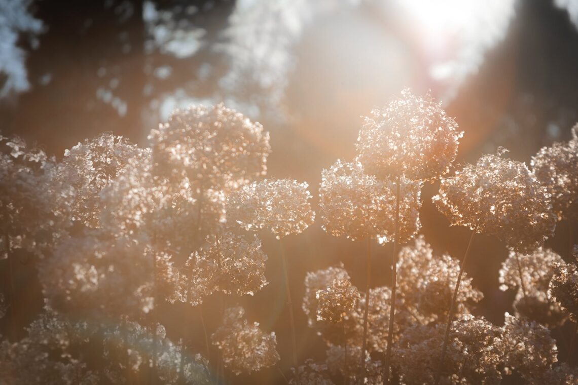 sunlight over hoarfrost on flowers