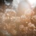 sunlight over hoarfrost on flowers