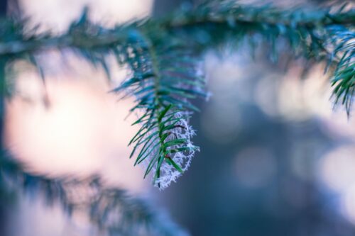 selective focus photography of pine tree with snow flakes