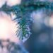 selective focus photography of pine tree with snow flakes