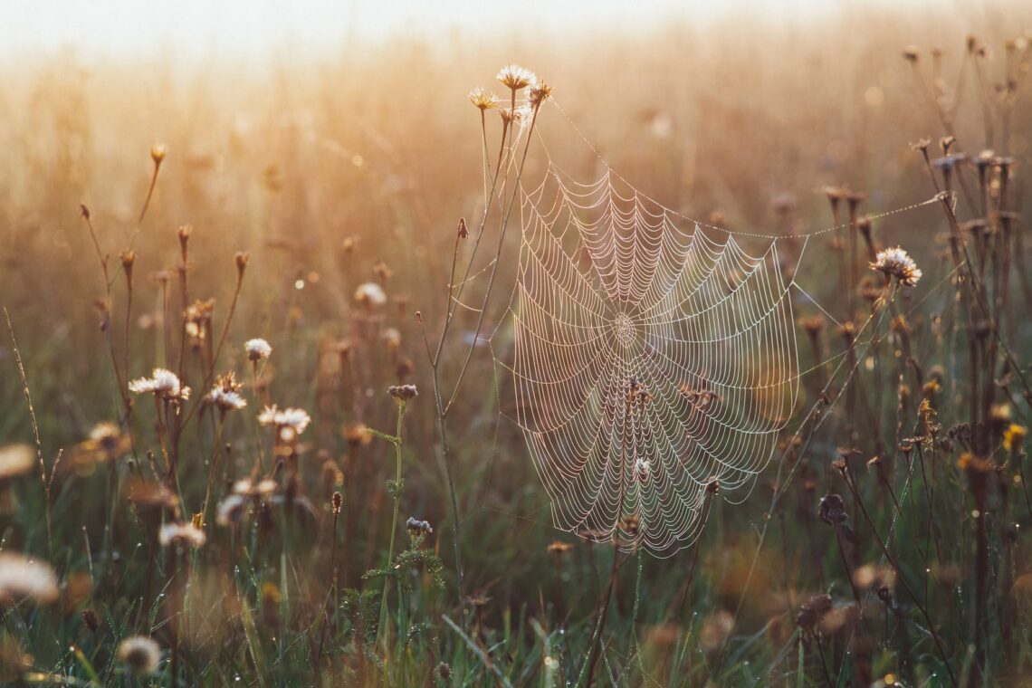 close up shot of a spider web