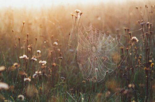 close up shot of a spider web