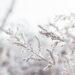 selective focus photography of white petaled flower plant